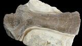 Fossil Turtle (Toxochelys) Femur - Smoky Hill Chalk #42963-1